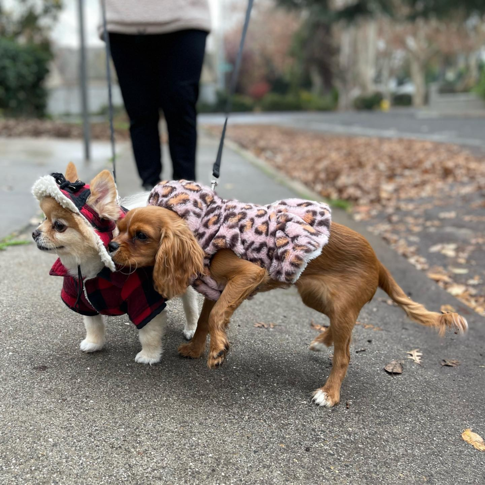 Happy Cavalier King Charles Spaniel Purebred Pup