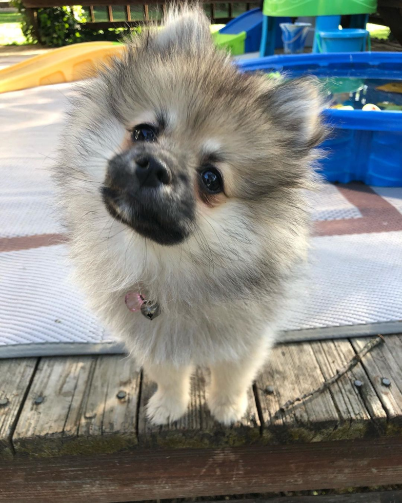 Energetic Pomeranian Purebred Pup