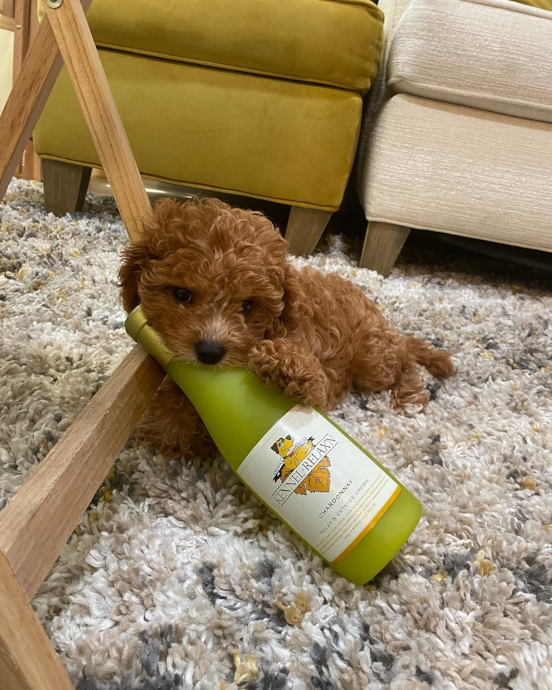 El Sobrante Cavapoo Pup