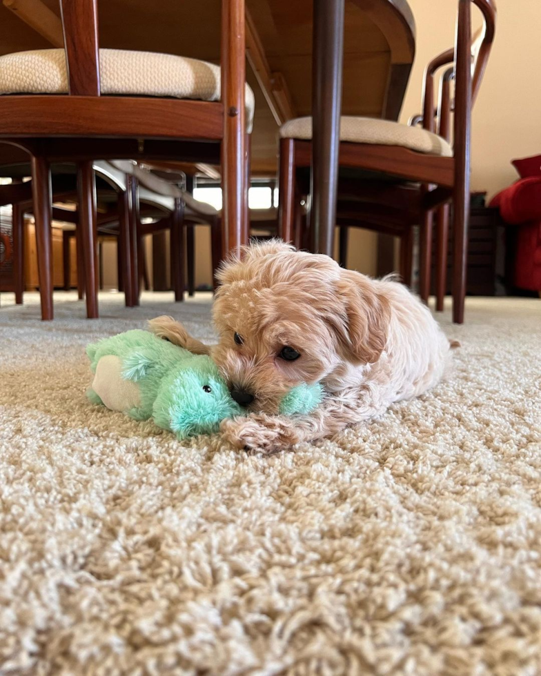 Irvine Maltipoo Pup