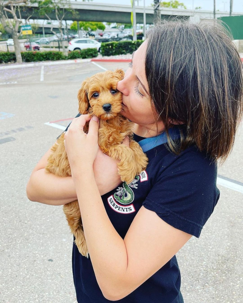 Little Golden Retriever Poodle Mix Pup