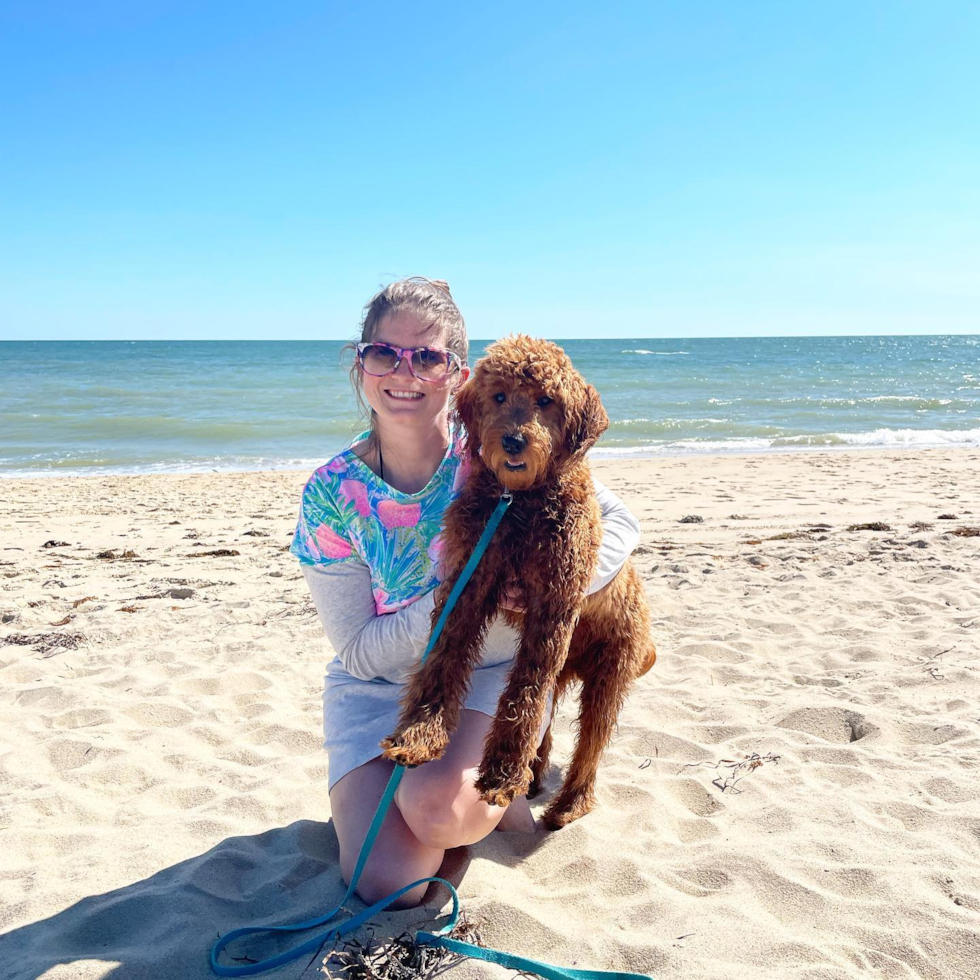 Hypoallergenic Golden Retriever Poodle Mix Pup