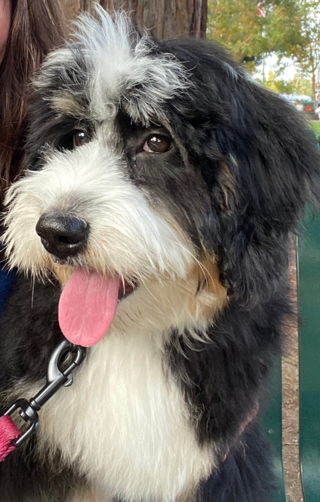 Mini Bernedoodle Being Cute