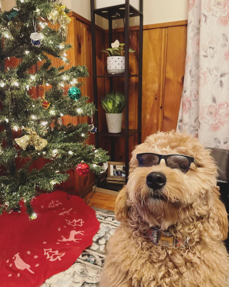 Mini Goldendoodle Being Cute