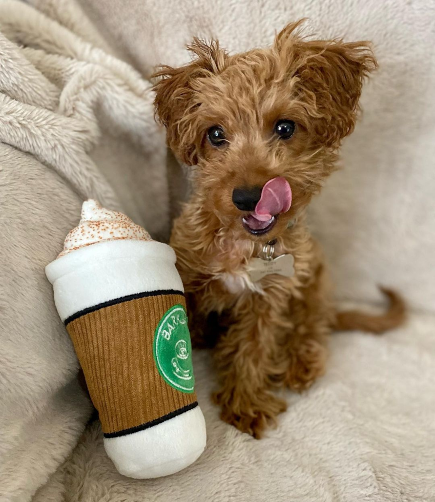 Adorable Cockerpoo Poodle Mix Pup