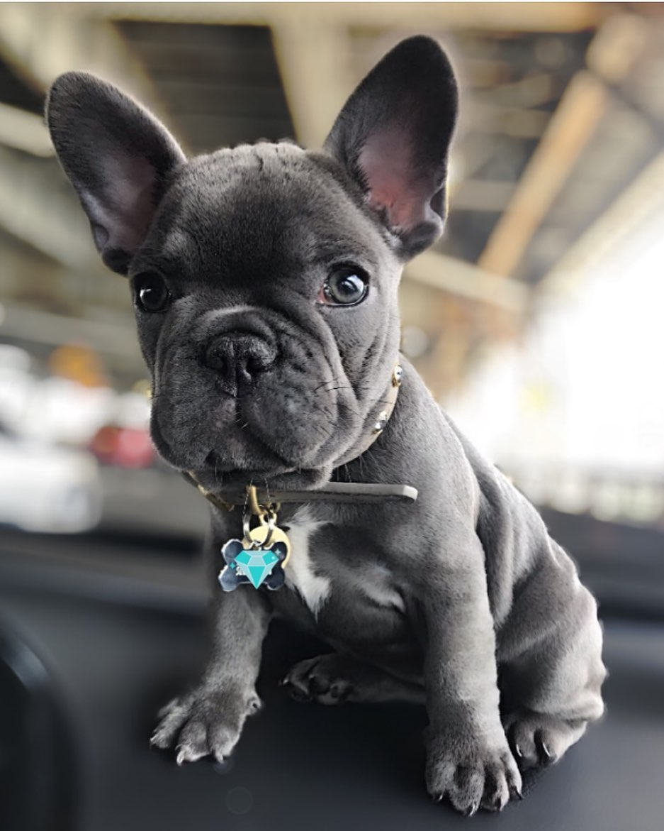 French Bulldog Puppy for Adoption