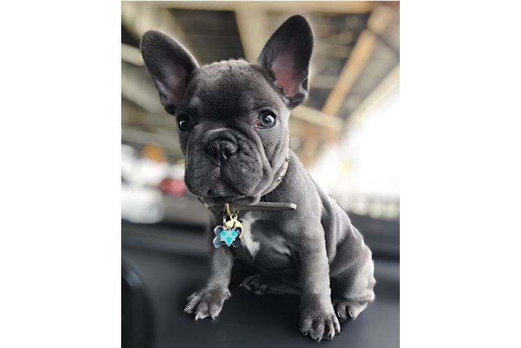 French Bulldog Puppy for Adoption