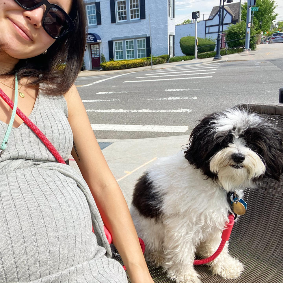 Hypoallergenic Havanese Purebred Pup