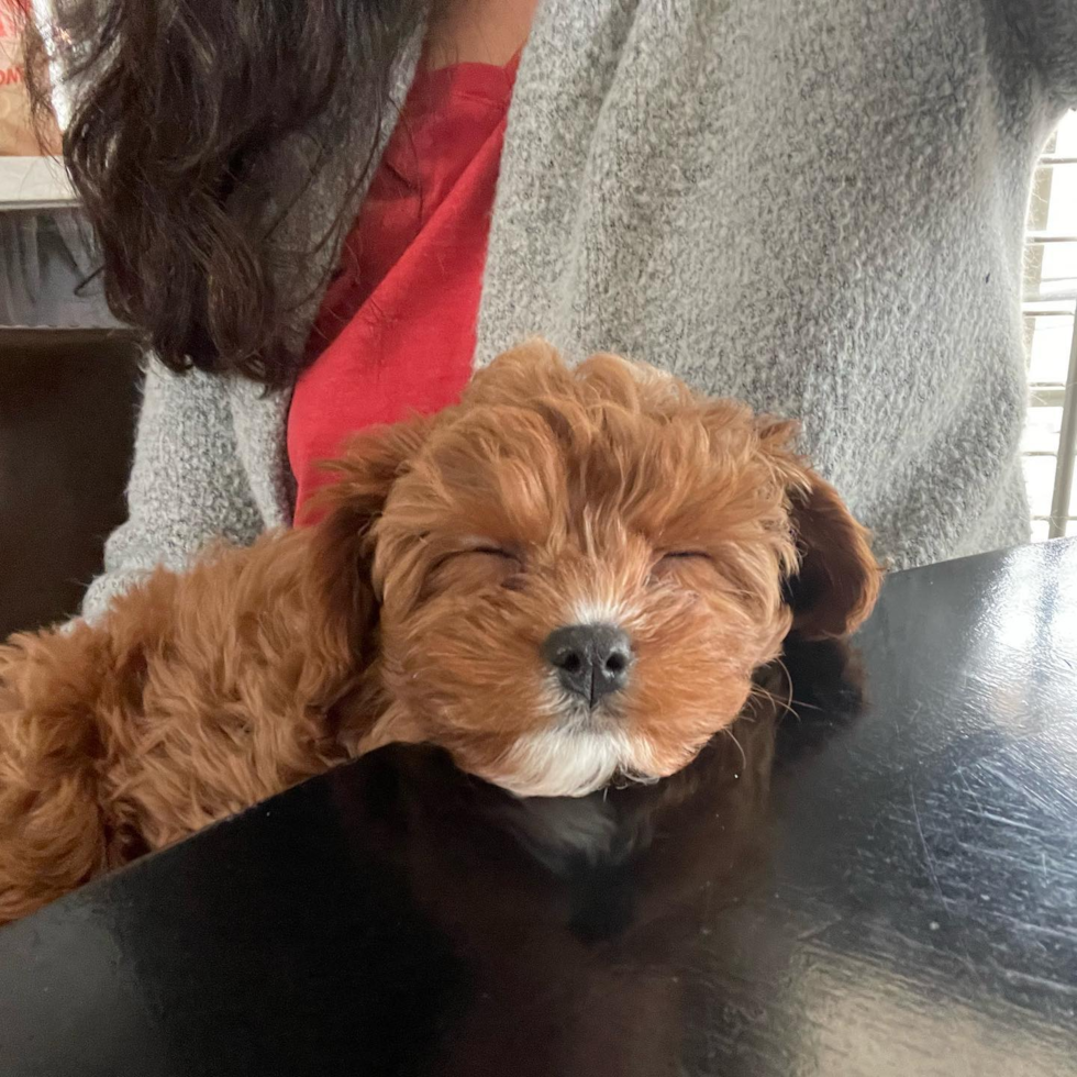 Adorable Cavoodle Poodle Mix Pup