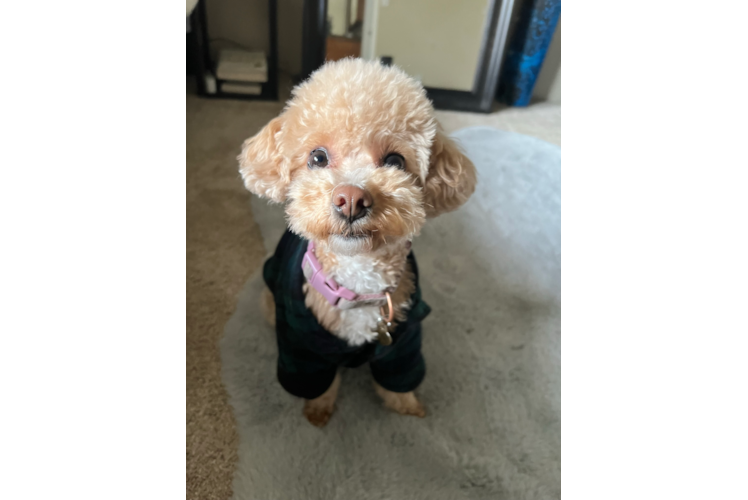 Poochon Puppy for Adoption