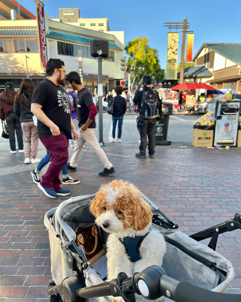 El Monte Poodle Pup