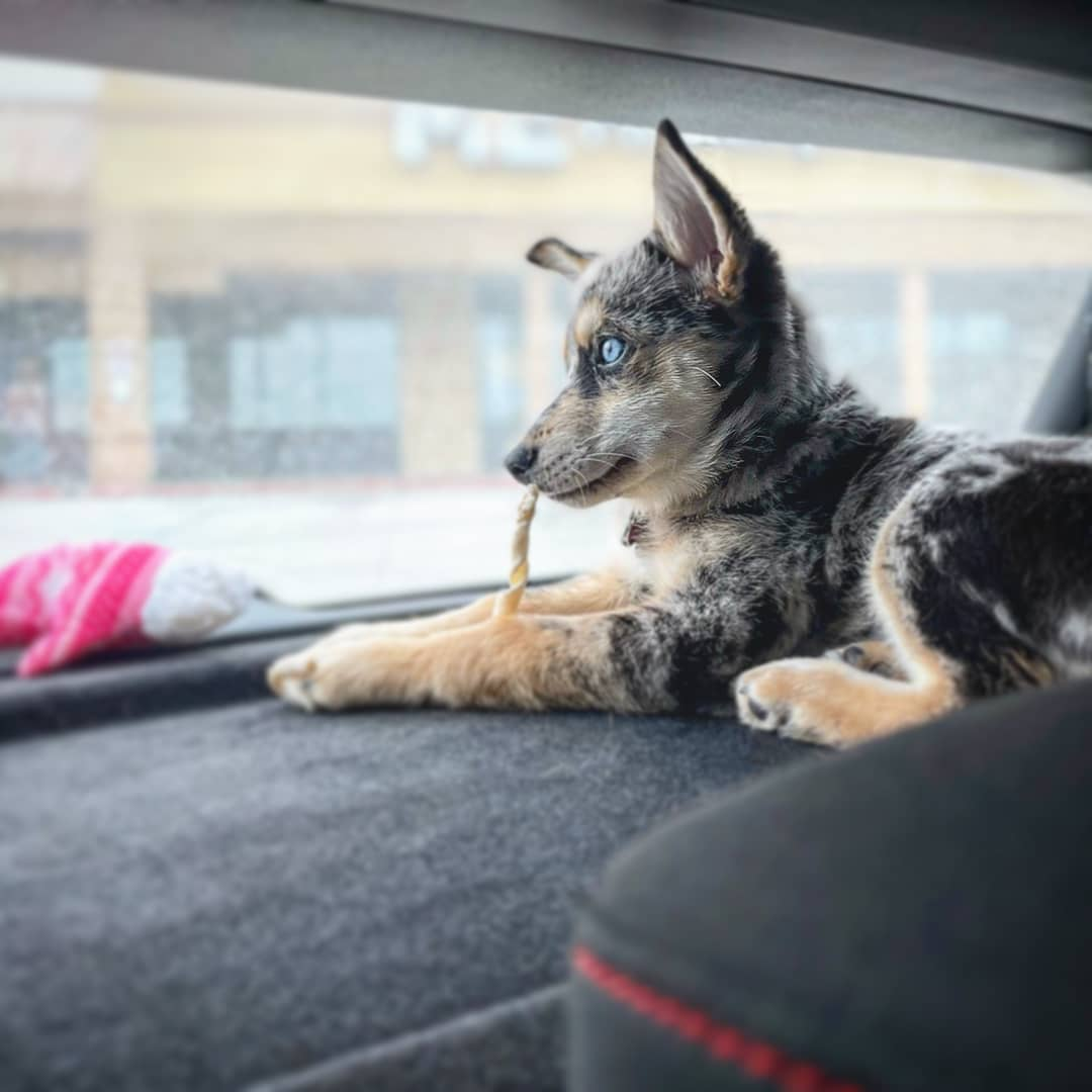 Smart Pomsky Designer Pup