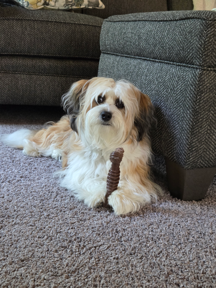 Sweet Aussiechon Pup in