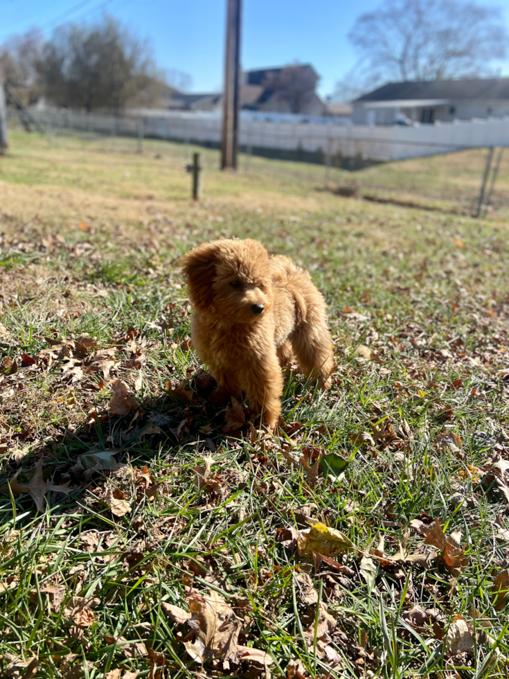 Mini Goldendoodle Pup