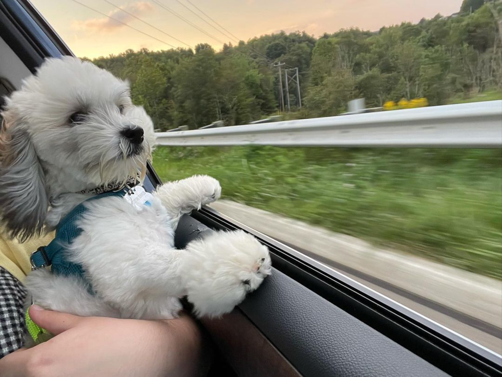 Fluffy Havanese Purebred Pup