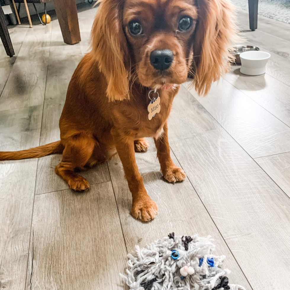 Fort Lee Cavalier King Charles Spaniel Pup