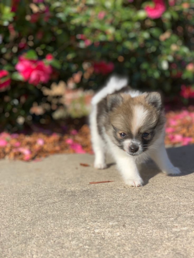 Fluffy Pomeranian Pup in Kaplan LA