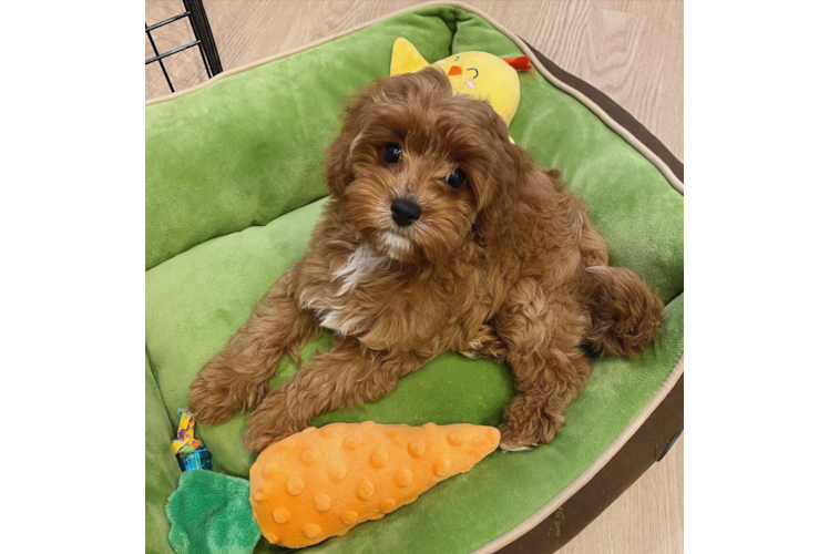 Best Cavapoo Baby