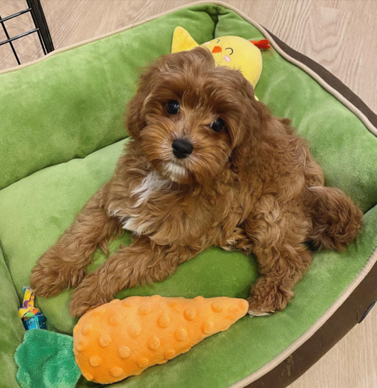 Cavapoo Being Cute