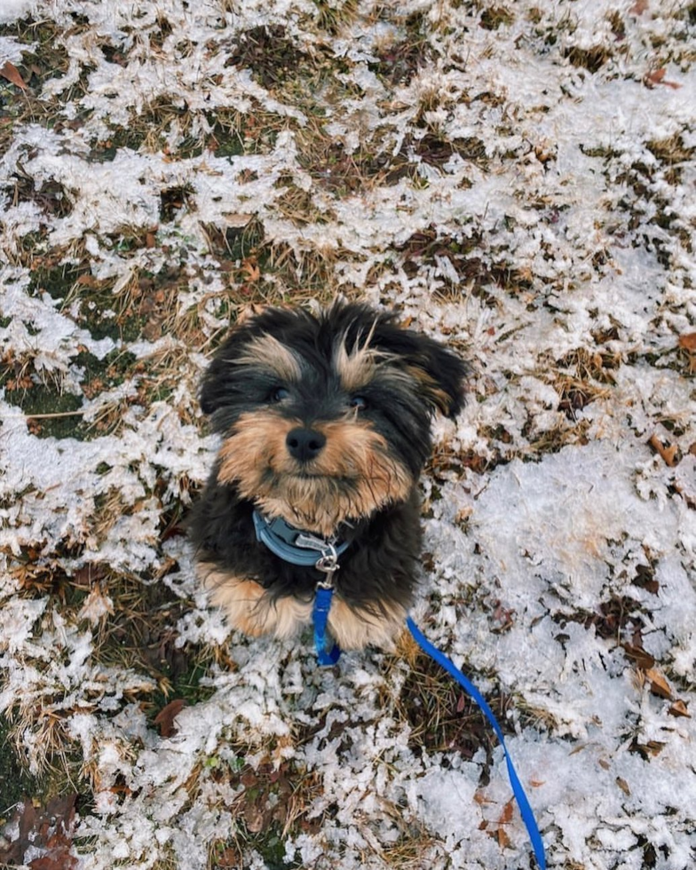 Smart Mini Aussiedoodle Poodle Mix Pup