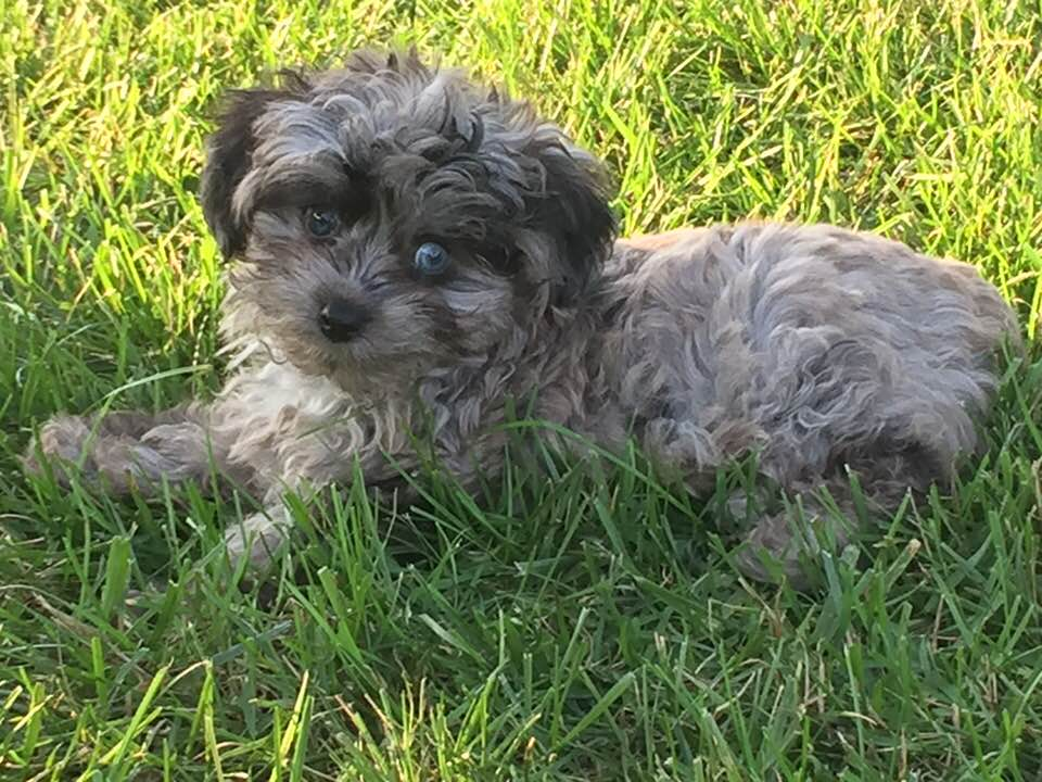 Mini Aussiedoodle Puppy for Adoption