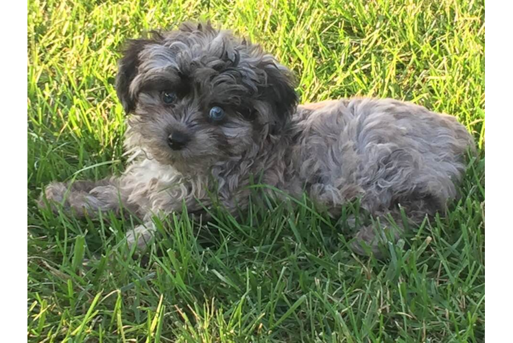 Mini Aussiedoodle Puppy for Adoption