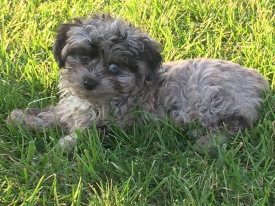 Mini Aussiedoodle