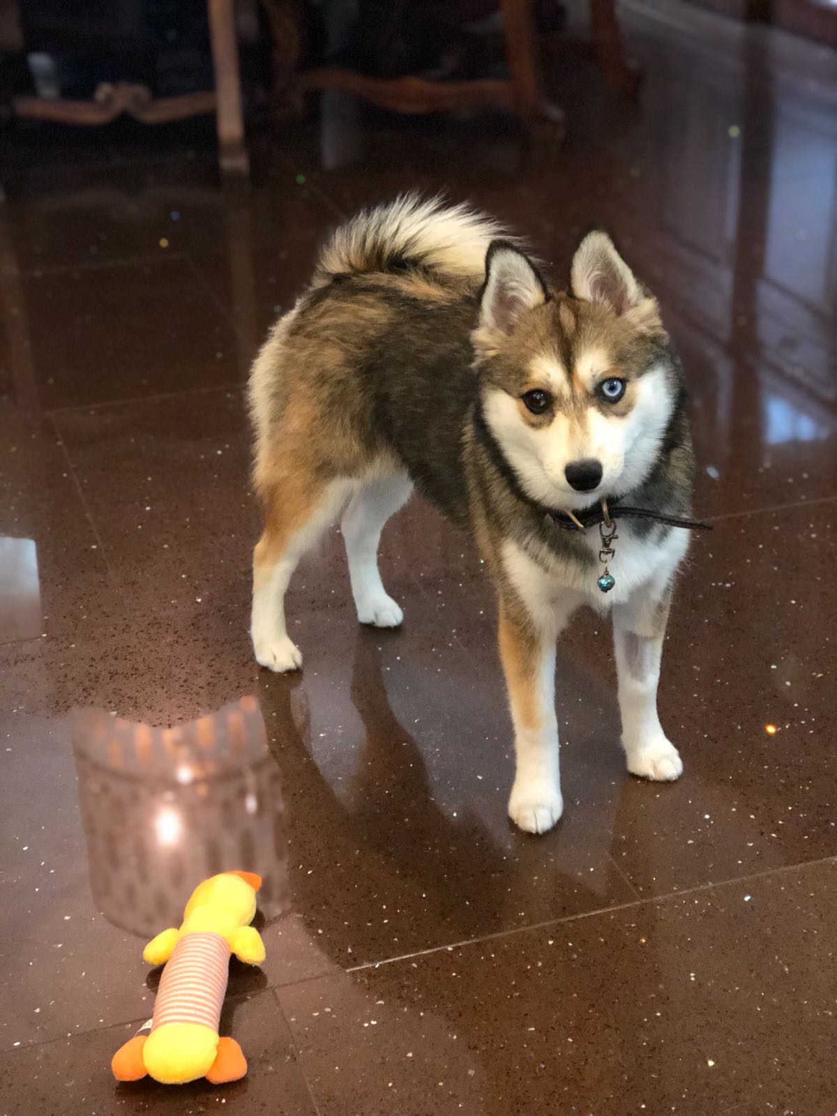Best Pomsky Baby