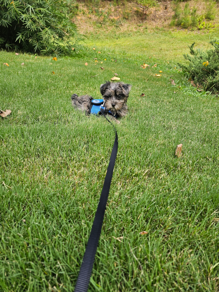 Yorkie Poo Being Cute