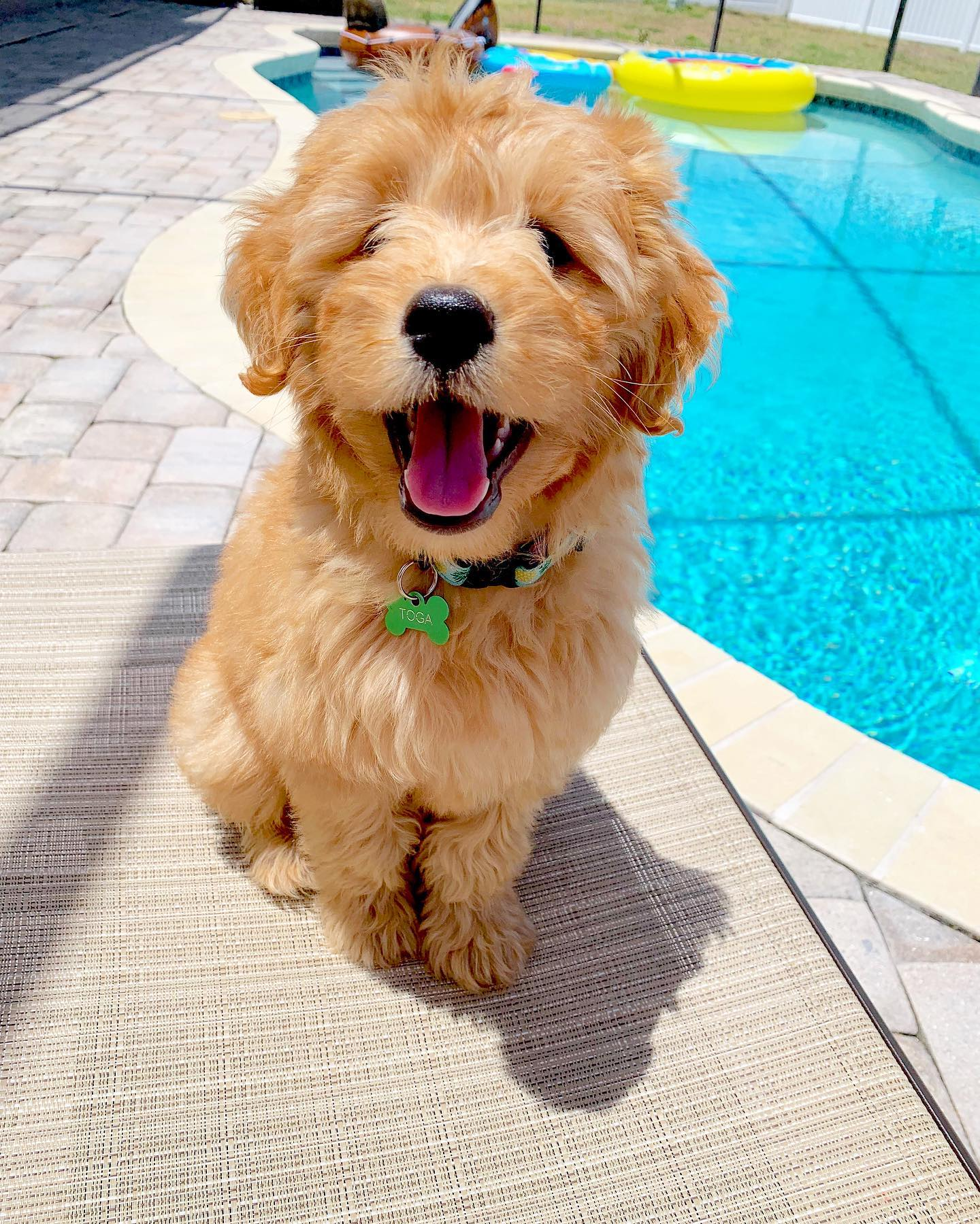 Mini Goldendoodle Pup Being Cute