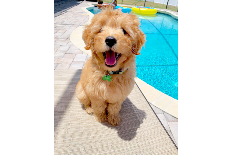 Mini Goldendoodle Pup Being Cute