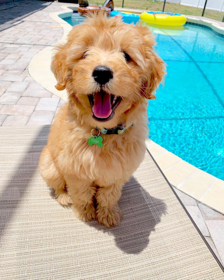 Mini Goldendoodle Being Cute