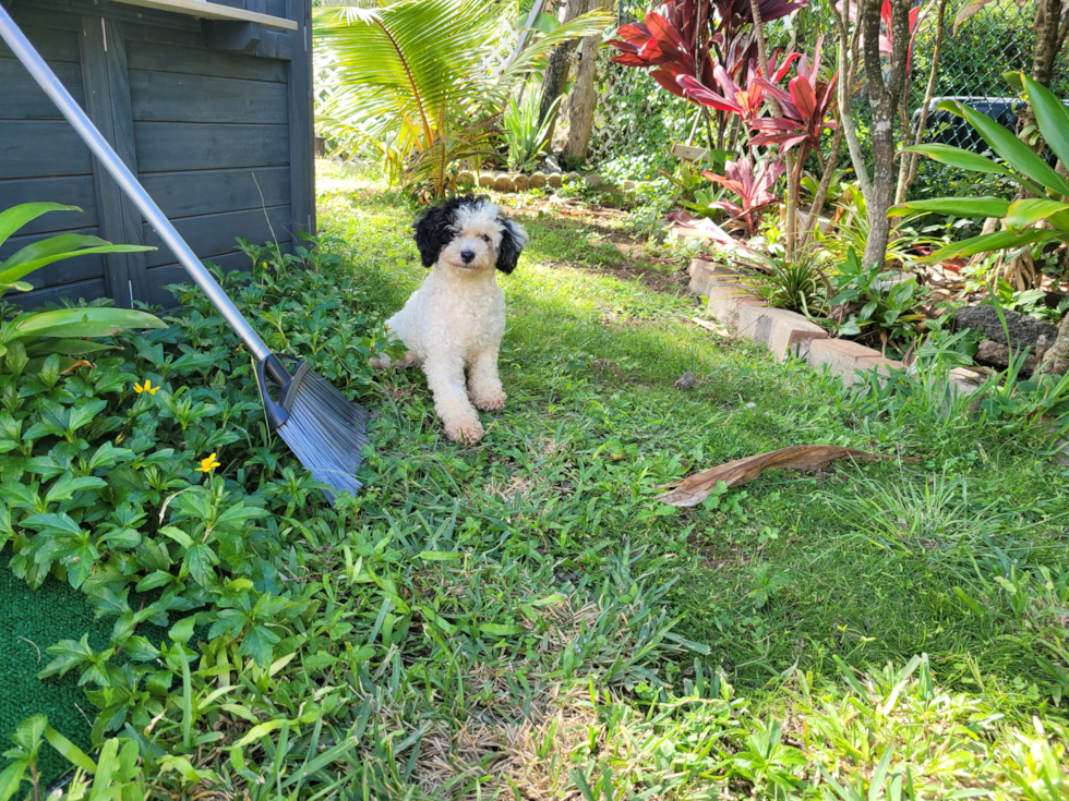 Cute Poodle Pup in