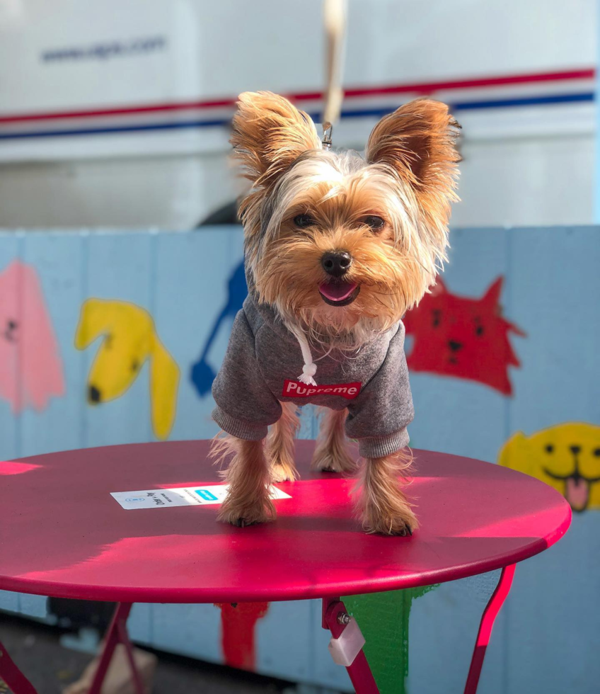 Yorkshire Terrier Being Cute