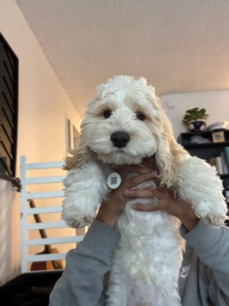 Cockapoo Pup