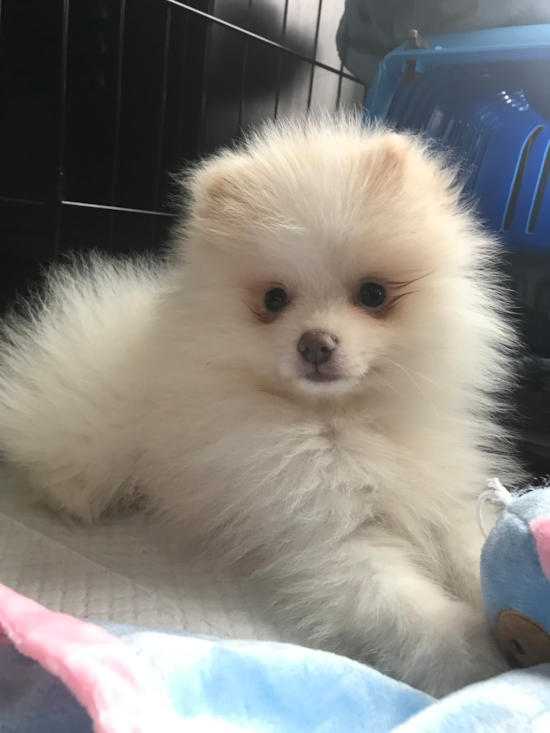 Pomeranian