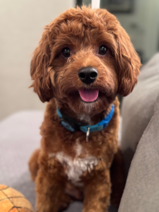 Energetic Cavoodle Poodle Mix Pup