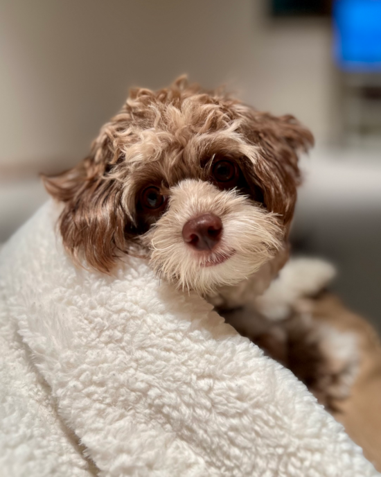 Mini Aussiedoodle