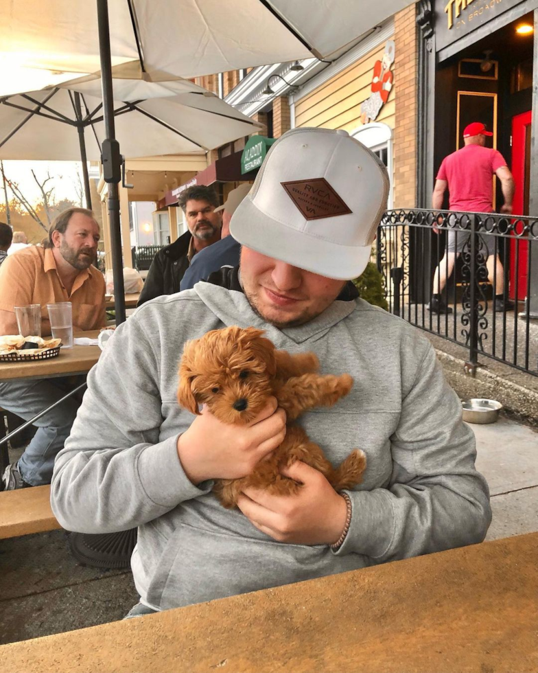 Johnstown Cavapoo Pup