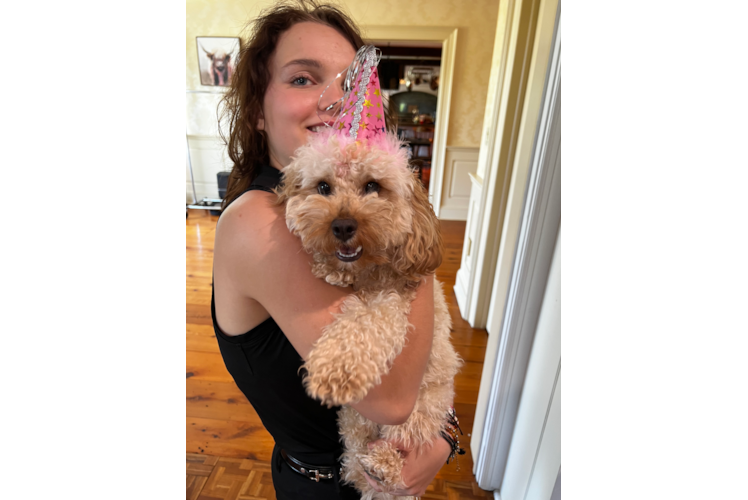 Little Cavoodle Poodle Mix Puppy