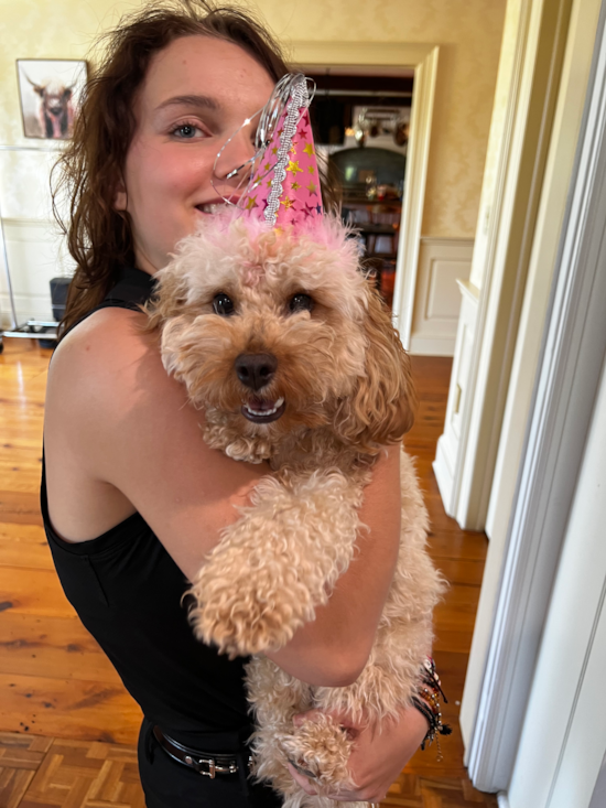 Cute Cavapoo Pup in