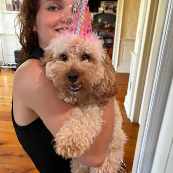 Cute Cavapoo Pup in