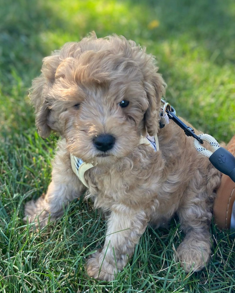 Sweet Cavapoo Pup in Sewickley PA