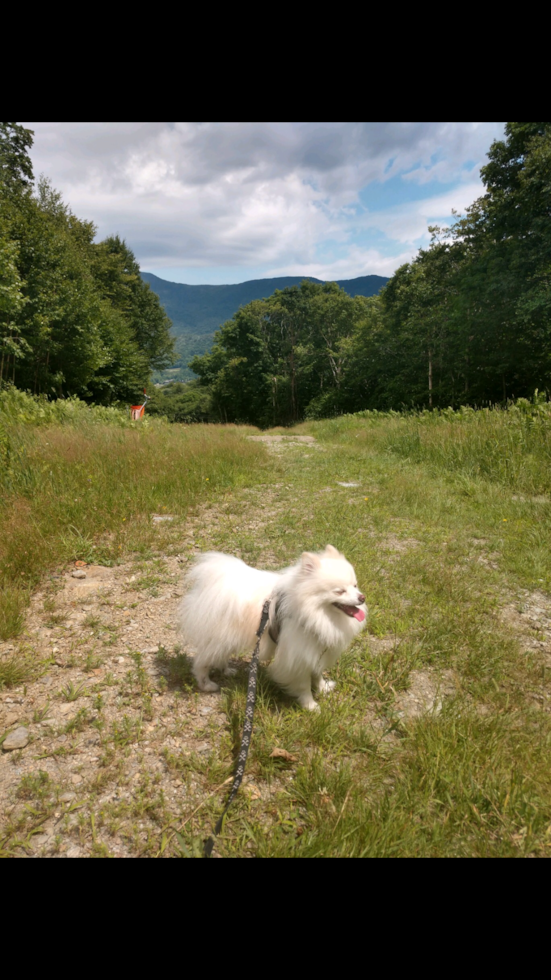 Smart Dwarf Spitz Purebred Pup