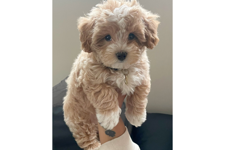 Little Maltese Poodle Poodle Mix Puppy