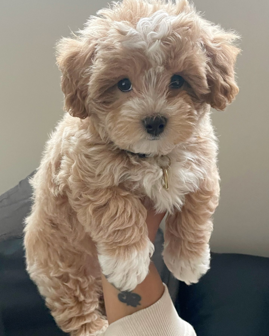 Energetic Maltepoo Poodle Mix Pup