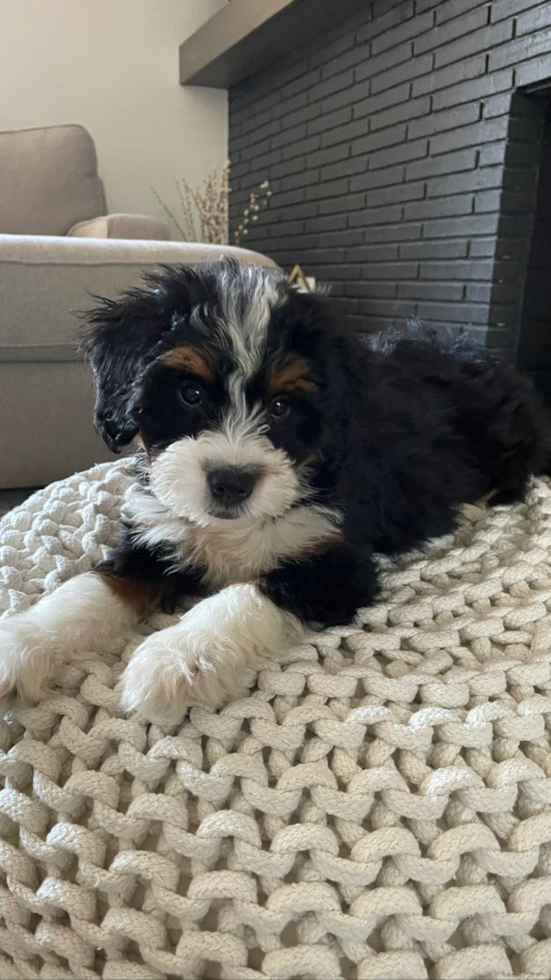 Small Mini Bernedoodle Pup