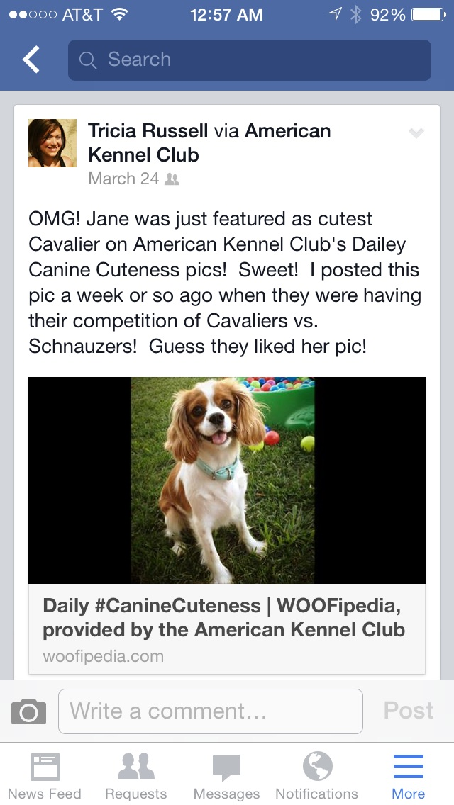 Smart Cavalier King Charles Spaniel Purebred Puppy