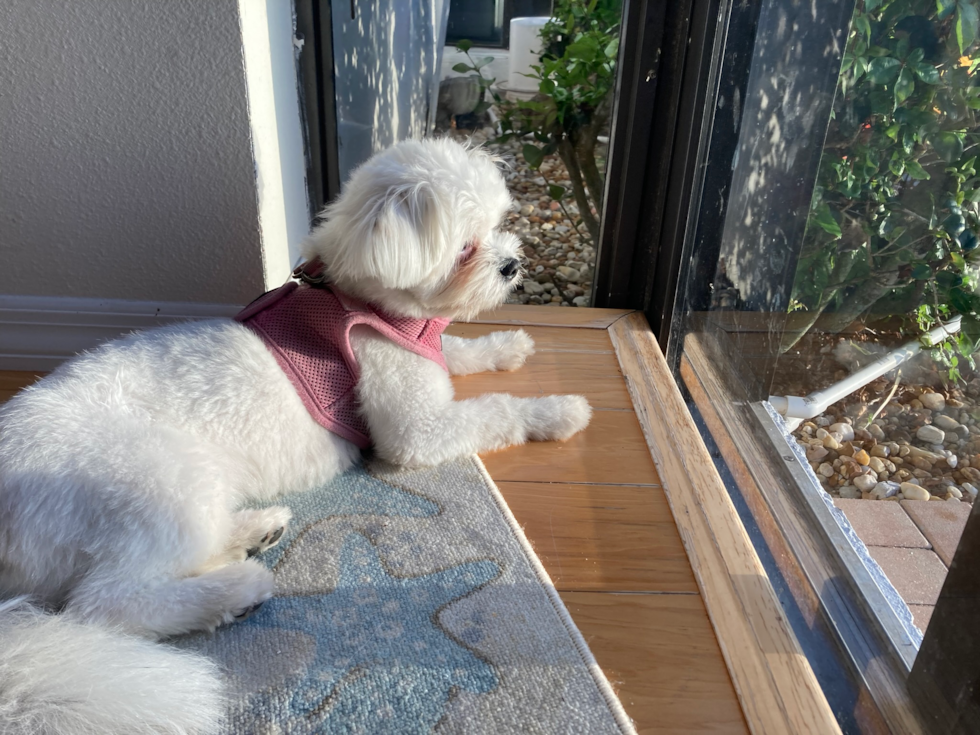 Fluffy Shih Pom Designer Pup