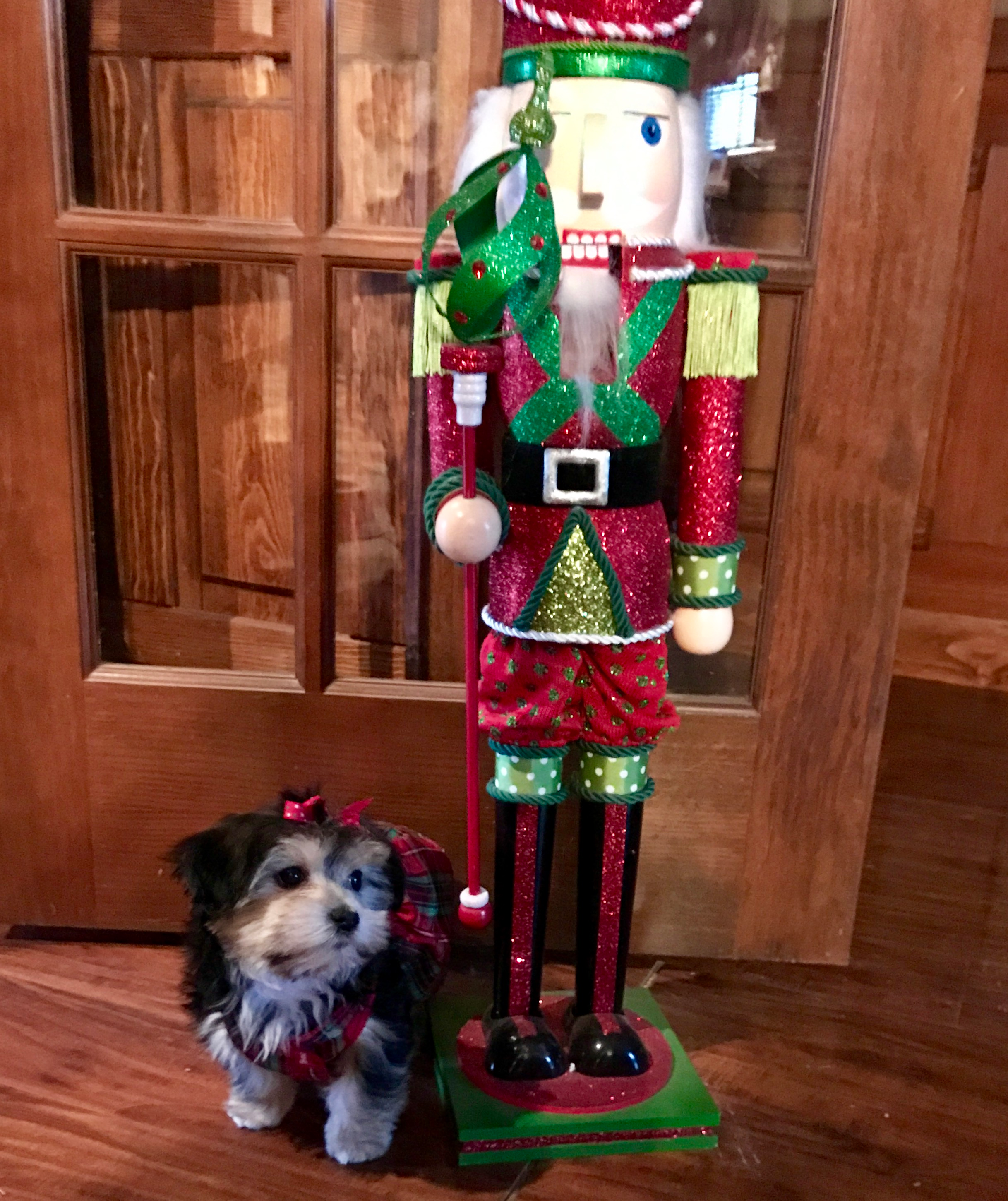 Little Yorkie Designer Puppy